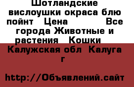 Шотландские вислоушки окраса блю пойнт › Цена ­ 4 000 - Все города Животные и растения » Кошки   . Калужская обл.,Калуга г.